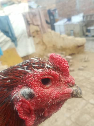 aseel Murgha home breed