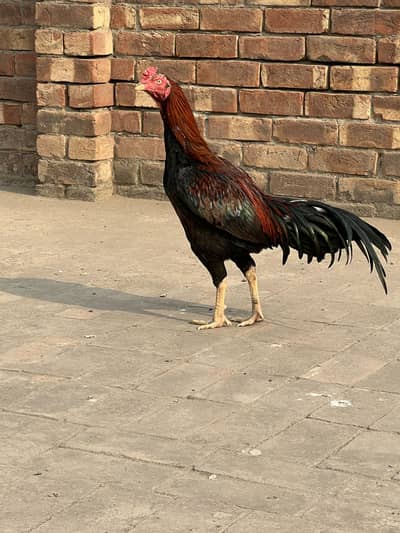 Aseel murga bhot umda chez Ahmad aseel farm ky ghr ka bacha