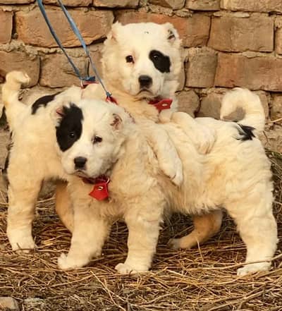 Alabai | King alabai puppies | Central Asian Shepherd dog for sale