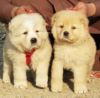 Alabai | King alabai puppies | Central Asian Shepherd dog for sale
