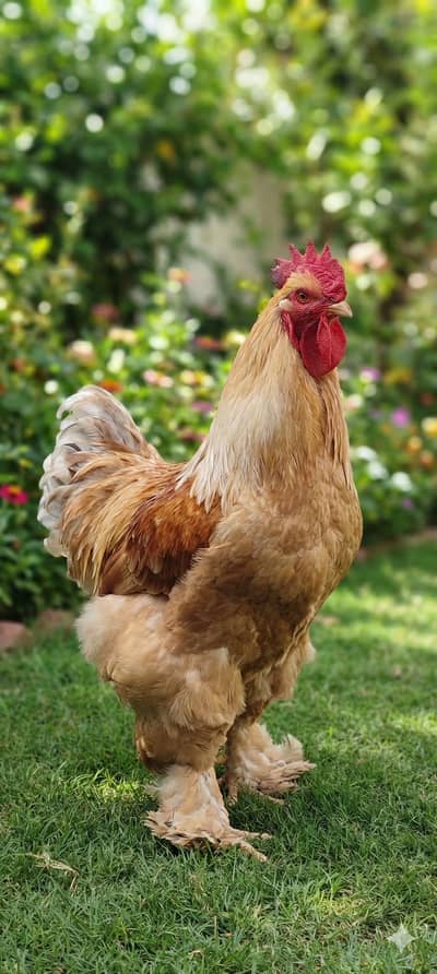 Golden heavy buff for sale