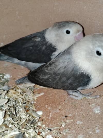 Love bird pair for sale