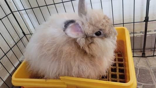Giant Angora x Engish Angora rabbits