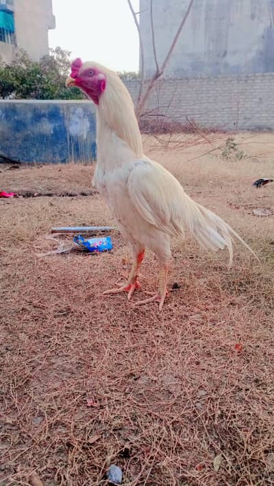 home breed Heera aseel