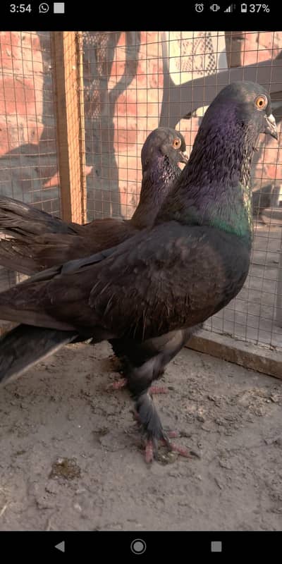 Pair of piegon, Breader pair, Kabooter jora