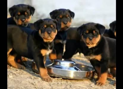 rottweiler puppies 03425137217