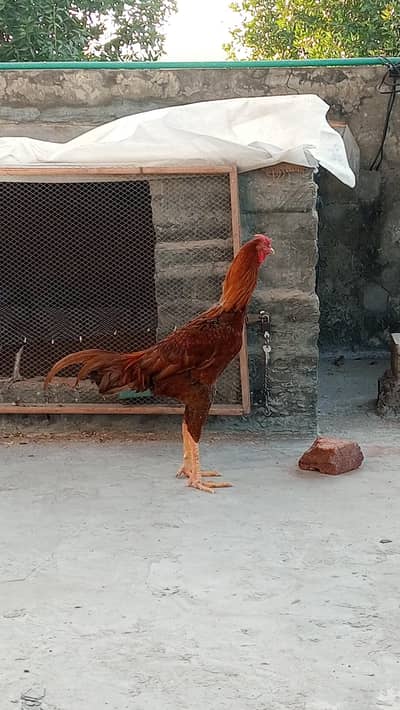 Aseel thai eggs Aseel sindhi eggs