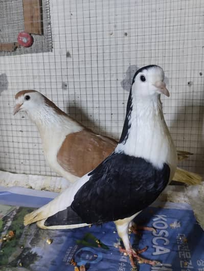 German shehzadi male colour skin female colour black