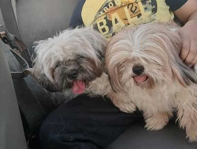 male female both for sale