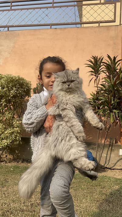 Persian male cat