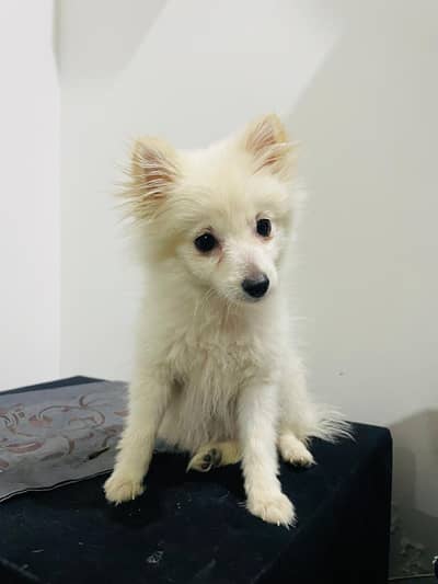 IMPORTED POMERANIAN FEMALE  PUPPY AVAILABLE FOR SALE