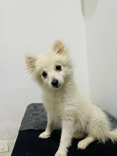 IMPORTED POMERANIAN FEMALE  PUPPY AVAILABLE FOR SALE