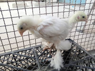 white heavy buff Cochin chick
