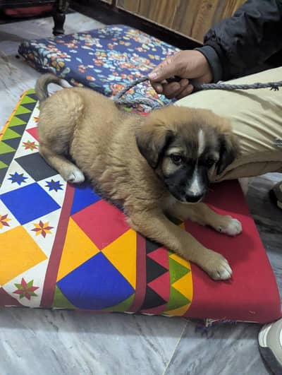 healthy and active puppy gift aya hai tou breed ni pata