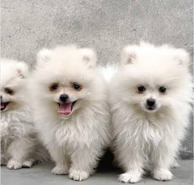 Russian puppy 03425137217