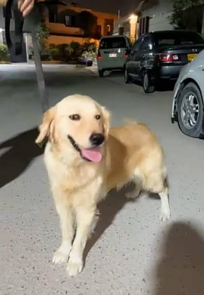 Golden retriever female available for sale