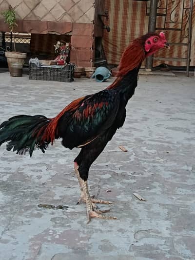 Thai Pakoye Aseel Patha Vvip quality