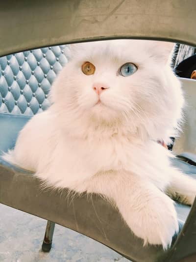 Persian Cat