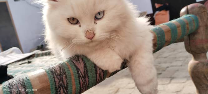 Persain white Male cat  urgent for sale
