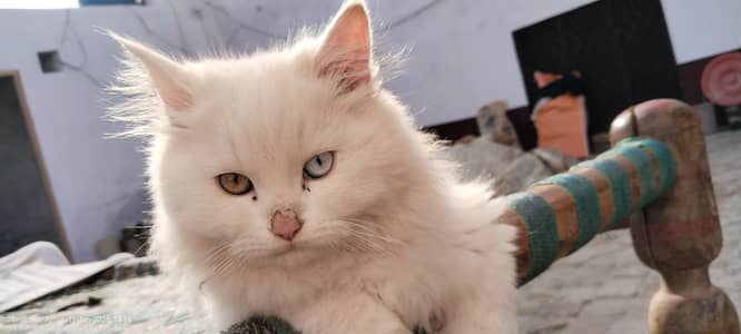 Persain white Male cat  urgent for sale