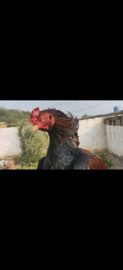 pure amroha aseel 03226959888