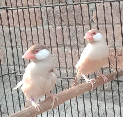 fown jawa breeder pair