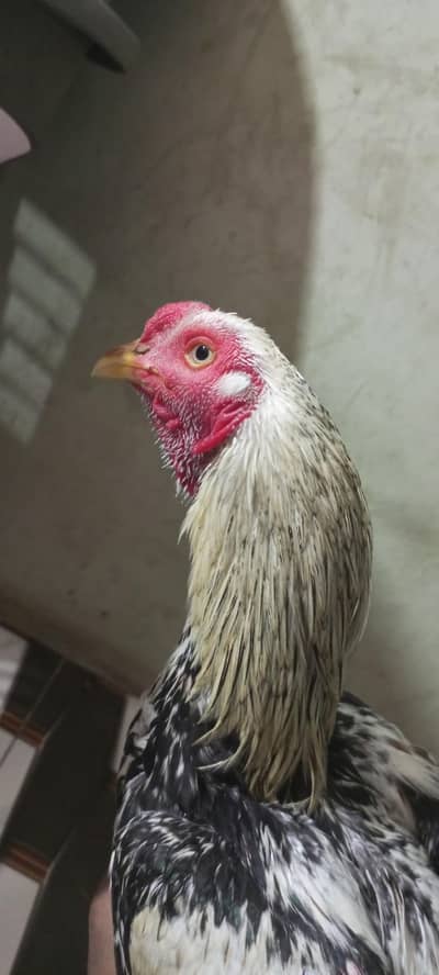 pure java aseel patha old blood line