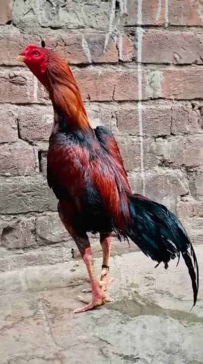 top quality mianwali male