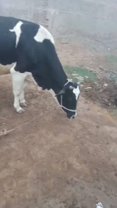 viliaty cow