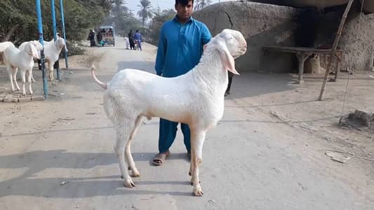 bakra for sale call me __03134947622
