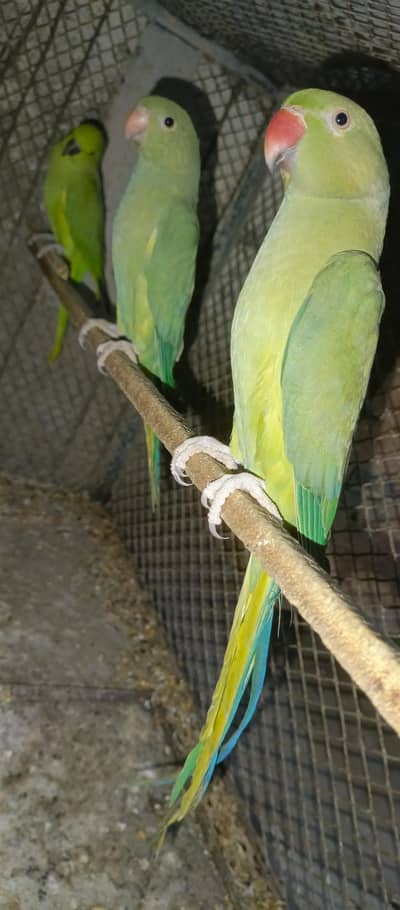 Violet Green Ringneck male