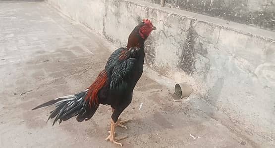 High-Quality Pure Aseel - Healthy & Active