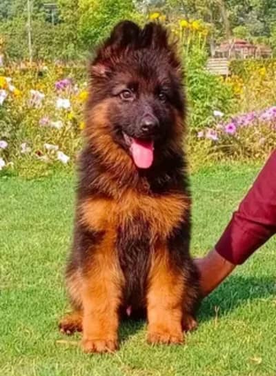 German ShepherdMy WhatsApp number 03280797078