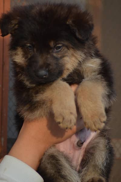 German Shepherd Long Coat