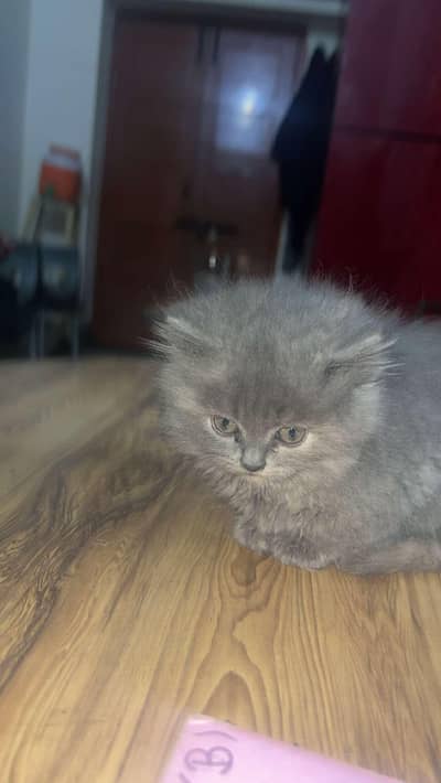 grey persian cat
