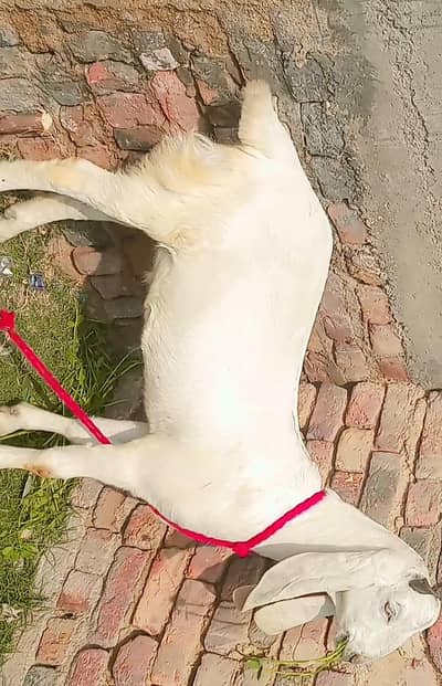 White beauty khassi bakre,, ek 2 daant,  ek kheera