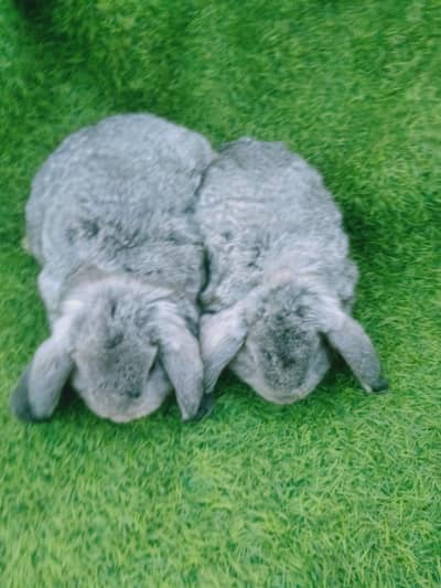 Holland lop top covalti bunys pair