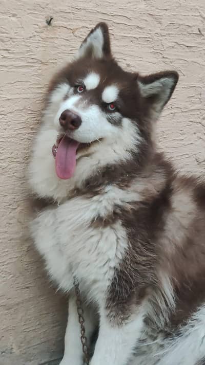 Siberian Husky For Stud ( mating ) only.