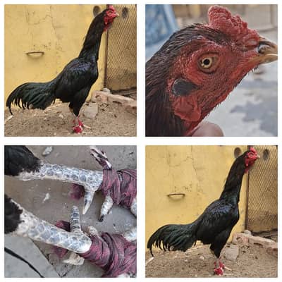 Aseel Thai /Aseel pakoya Aseel Patha/ pure aseel / long high quality