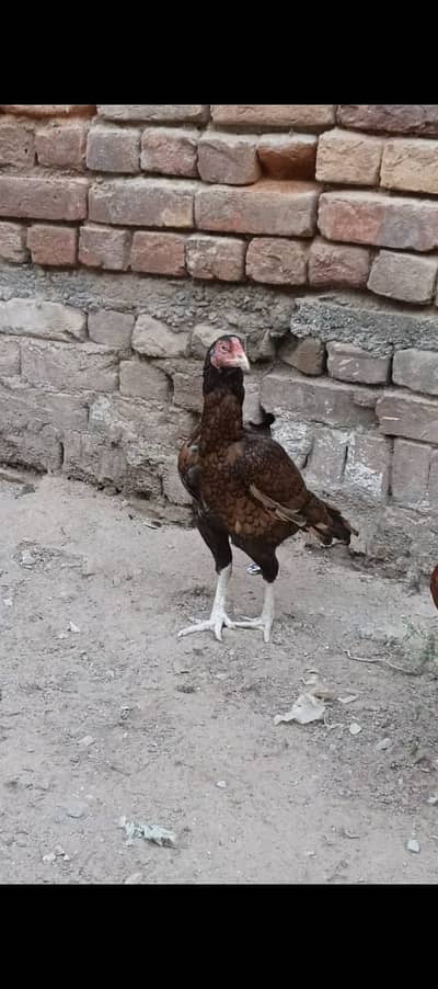 High quality aseel madi