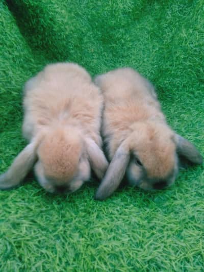 Holland lop top covalti bunys