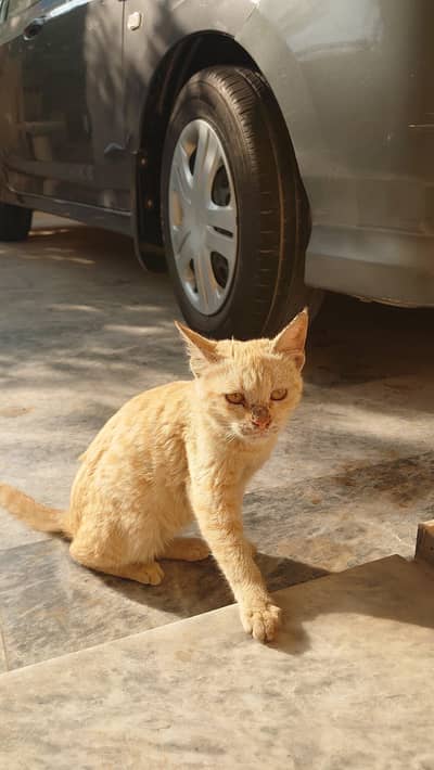 super cute stray cat