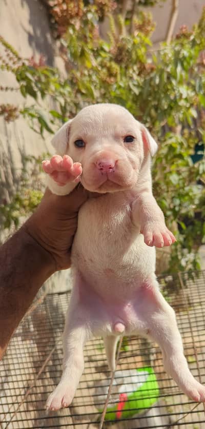 gultair puppy's 0322_6658_743