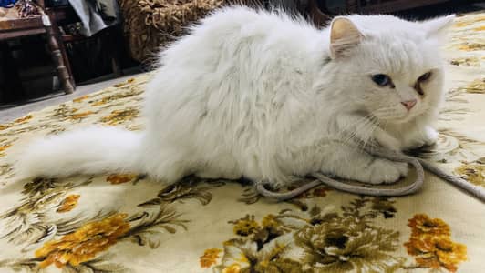 Persion cat for sale