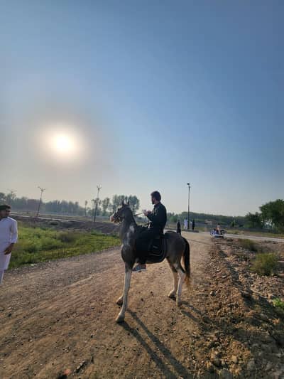desi panj kaliyan horse