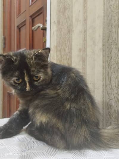 Kittens | Persian Kittens | Triple Coated Kittens / Cat For Sale