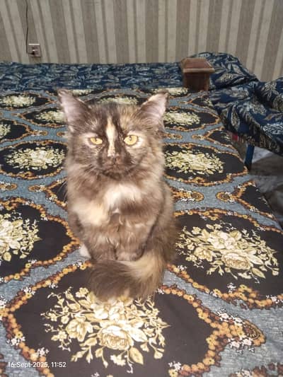 Kittens | Persian Kittens | Triple Coated Kittens / Cat For Sale