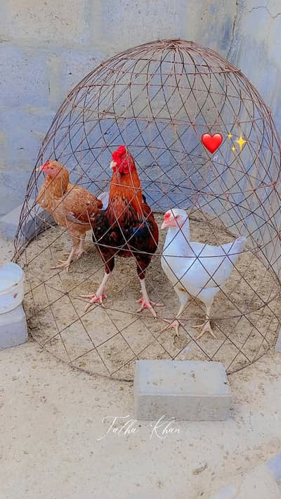 Aseel best quality trio set available: 0302-2709261.