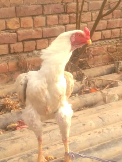 Shamu murga for sale