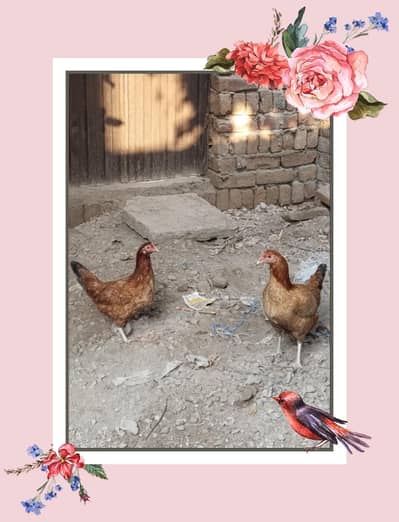 3 Hens for sale and 1 cock